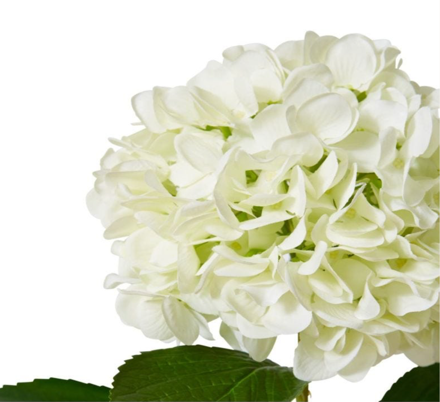 Hydrangea Grand Stem