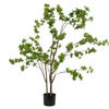 Schefflera Tree 152cm
