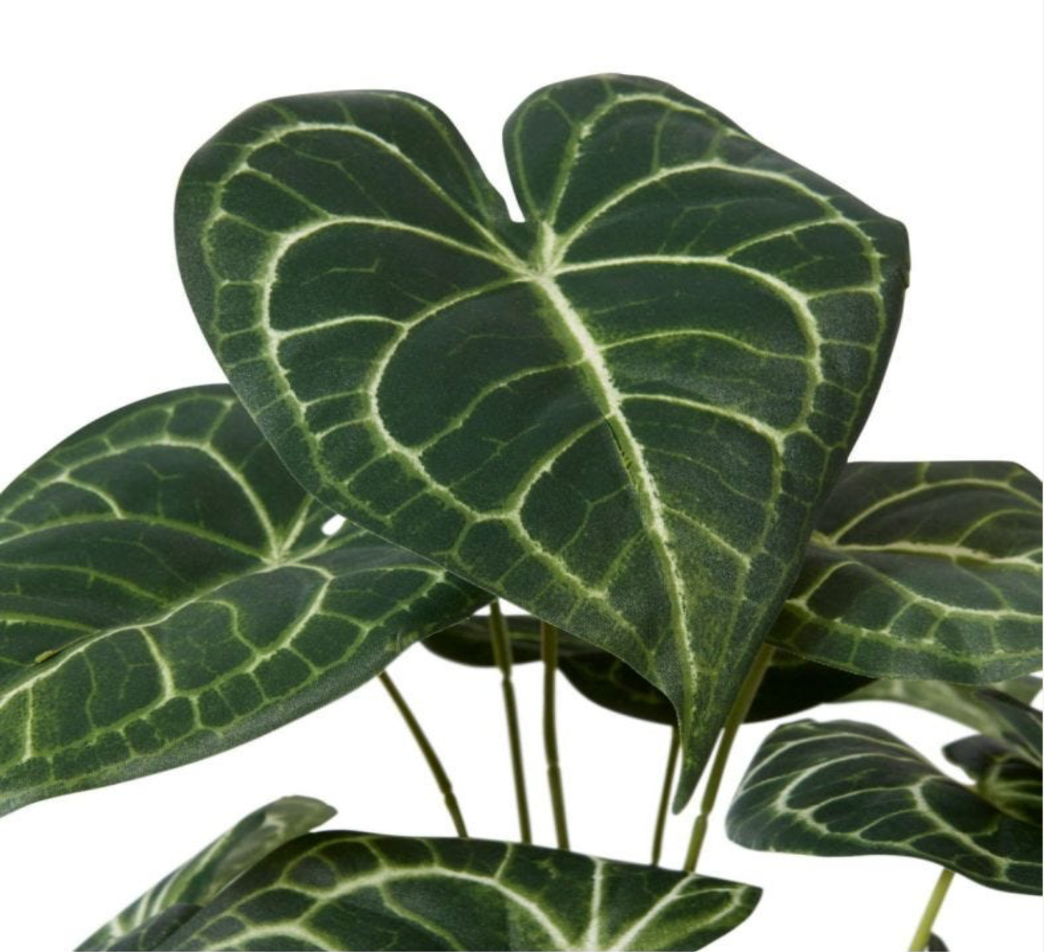 Anthurium Plant