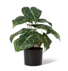 Anthurium Plant