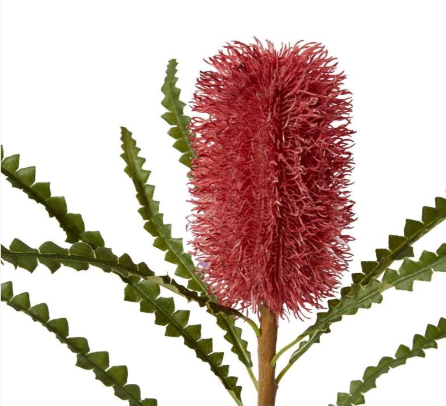 Banksia Stem - Two Colours