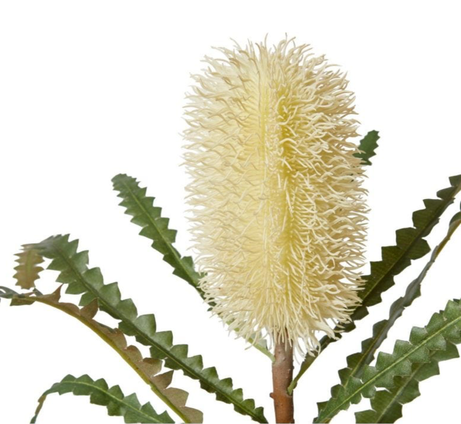 Banksia Stem - Two Colours