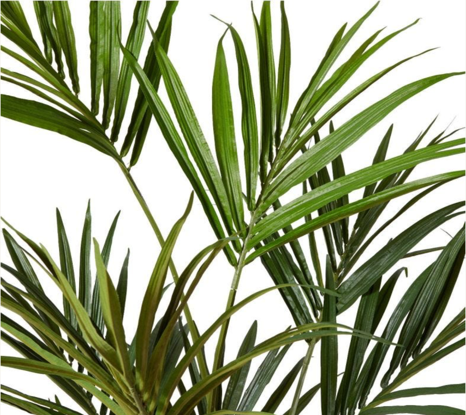 Kentia Palm - H150cm