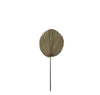 Dried cut fan palm - 90cm