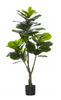 Fiddle Leaf Fig - 120cm