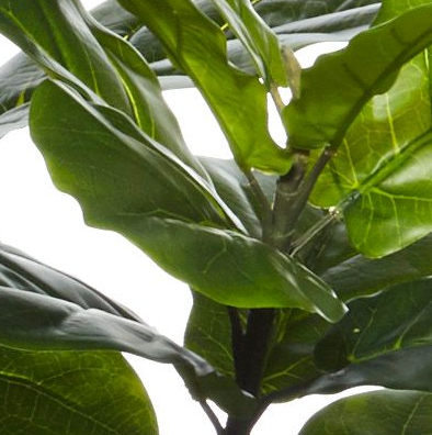 Fiddle Leaf Fig - 120cm