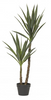 Dracaena Tree - 112cm