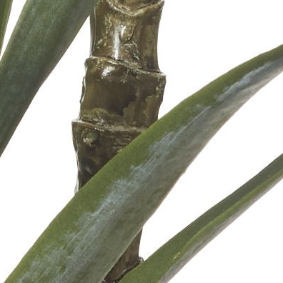 Dracaena Tree - 112cm