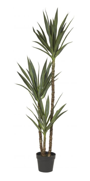 Dracaena Tree - 155cm